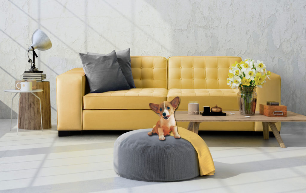 What Fabric For Dog Bed at Jane Hankerson blog